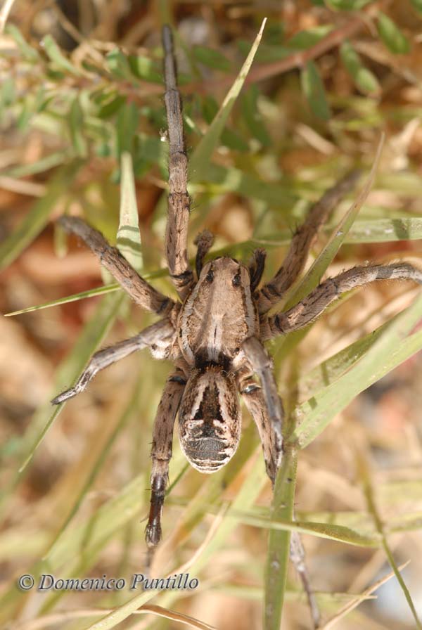 Lycosa sp e Hogna radiata